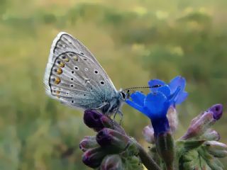 okgzl Kk Turan Mavisi (Polyommatus cornelius)