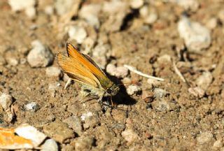 Sar Antenli Zpzp (Thymelicus sylvestris)