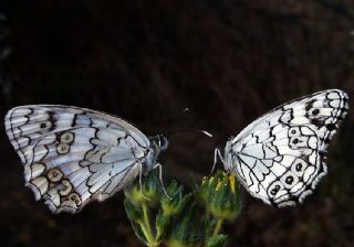 Anadolu Melikesi (Melanargia larissa)