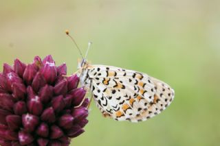 Gzel parhan (Melitaea trivia)