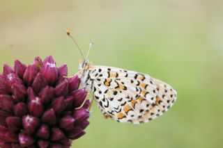 Gzel parhan (Melitaea syriaca)