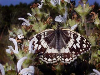 Anadolu Melikesi (Melanargia larissa)