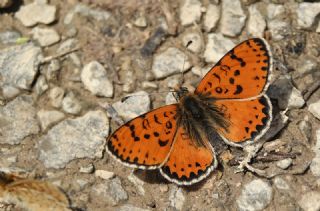 Benekli parhan (Melitaea didyma)