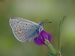 okgzl Mavi (Polyommatus icarus)