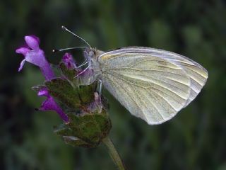 Yalanc Beyazmelek (Pieris pseudorapae)