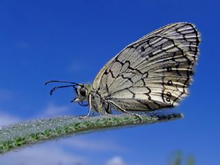 Anadolu Melikesi (Melanargia larissa)