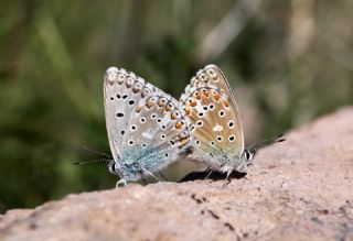 okgzl Gk Mavisi (Polyommatus bellargus)