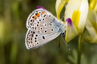 okgzl Gm Mavi (Albulina loewii)