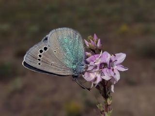 Karagz Mavisi (Glaucopsyche alexis)