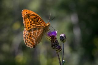 Cengaver (Argynnis paphia)