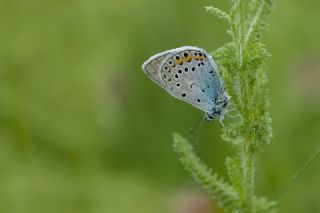 okgzl Amanda (Polyommatus amandus)