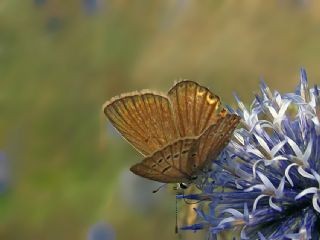 Anormal okgzl (Polyommatus admetus)