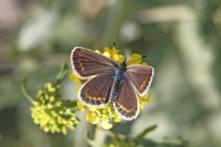 Gm Lekeli Esmergz (Plebejus argus)