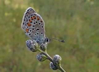 Anadolu Esmergz (Plebejus modicus)