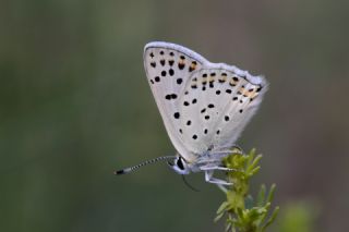 sli Bakr Gzeli (Lycaena tityrus)