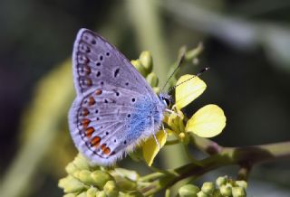 okgzl Mavi (Polyommatus icarus)