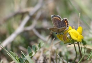 Gm Lekeli Esmergz (Plebejus argus)