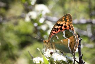 Bahadr (Argynnis pandora)