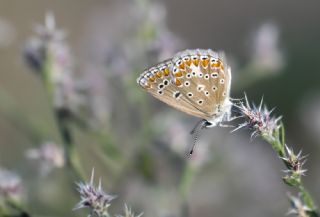 okgzl Esmer (Aricia agestis)