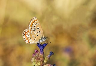 okgzl Mavi (Polyommatus icarus)