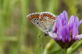 okgzl Esmer (Aricia agestis)