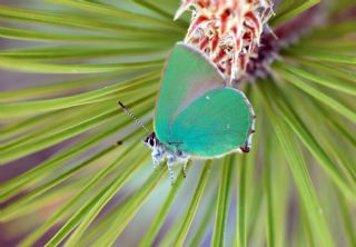 Zmrt (Callophrys rubi)