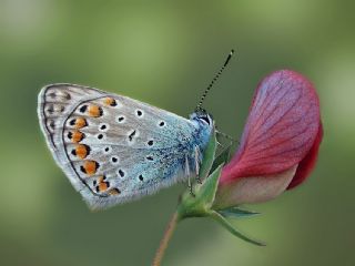 okgzl Mavi (Polyommatus icarus)