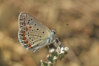 okgzl Mavi (Polyommatus icarus)
