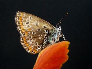 okgzl Mavi (Polyommatus icarus)