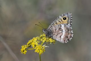 Seyit (Arethusana arethusa)