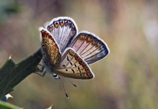 okgzl Mavi (Polyommatus icarus)