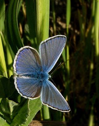 okgzl Mavi (Polyommatus icarus)