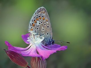 okgzl Mavi (Polyommatus icarus)