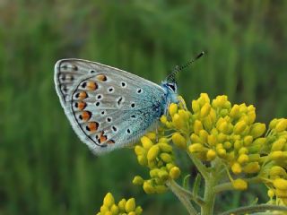 okgzl Mavi (Polyommatus icarus)