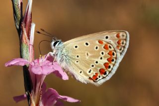 okgzl Mavi (Polyommatus icarus)