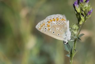 okgzl Mavi (Polyommatus icarus)