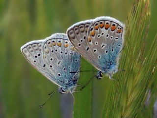 okgzl Mavi (Polyommatus icarus)