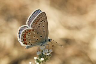 okgzl Mavi (Polyommatus icarus)