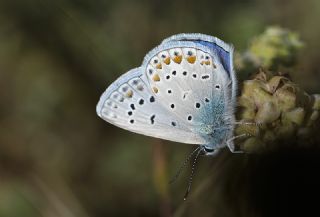 Çokgözlü Mavi (Polyommatus icarus)