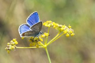 okgzl Mavi (Polyommatus icarus)