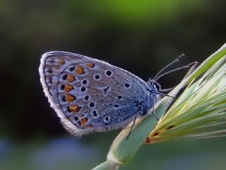 okgzl Mavi (Polyommatus icarus)