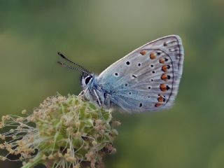 okgzl Mavi (Polyommatus icarus)