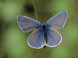 okgzl Mavi (Polyommatus icarus)