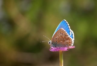 okgzl Gk Mavisi (Polyommatus bellargus)