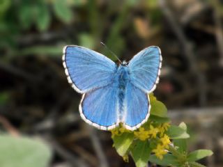 okgzl Gk Mavisi (Polyommatus bellargus)
