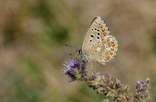 �okg�zl� G�k Mavisi&nbsp;(Polyommatus&nbsp;bellargus)