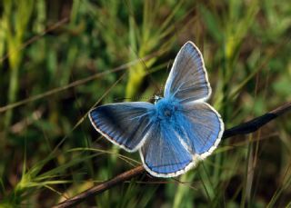 okgzl Mavi (Polyommatus icarus)