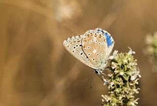 okgzl Gk Mavisi (Polyommatus bellargus)