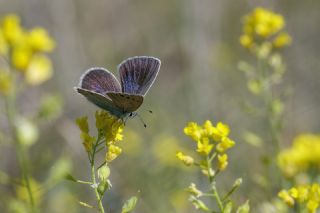 Karag�z Mavisi&nbsp;(Glaucopsyche&nbsp;alexis)