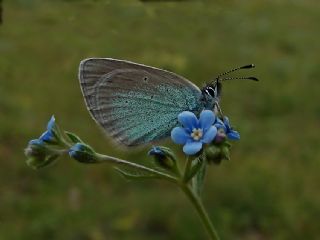 Karagz Mavisi (Glaucopsyche alexis)